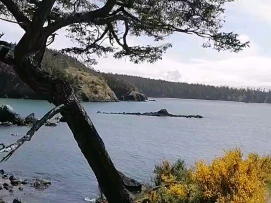 关于西雅图海湾者主场优势明显，球迷期待逆转奇迹的信息